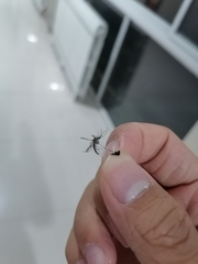 Culicinae