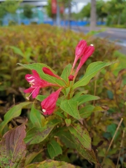 Weigela