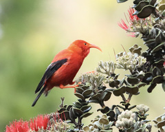 Drepanis coccinea