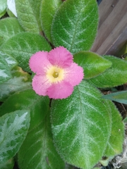 Episcia lilacina