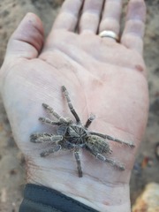 Harpactirinae