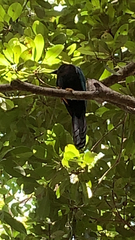 Cyanocorax yucatanicus