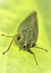 Amphigonalia severini