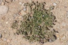 Spergularia bocconei