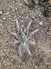 Harpactirinae