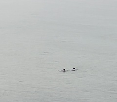 Cephalorhynchus hectori