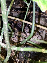 Protobothrops mucrosquamatus