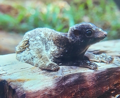 Cynocephalus volans