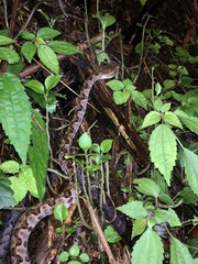 Protobothrops mucrosquamatus