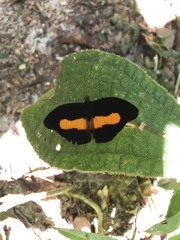 Catonephele acontius