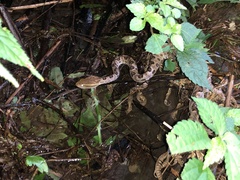 Protobothrops mucrosquamatus