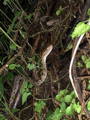 Protobothrops mucrosquamatus