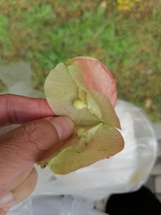 Koelreuteria