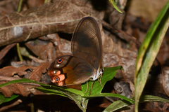 Haetera piera