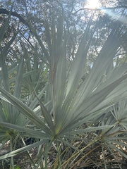 Coryphoideae