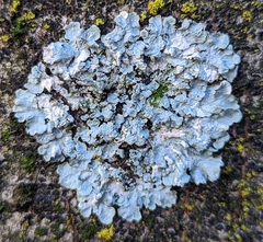 Punctelia jeckeri