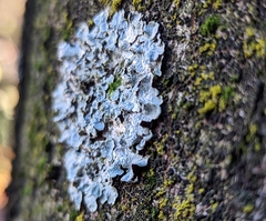 Punctelia jeckeri