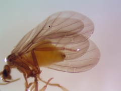 Coniopteryginae