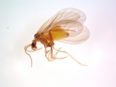Coniopteryginae