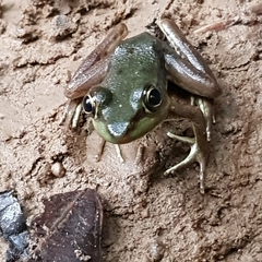 Lithobates vaillanti