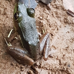 Lithobates vaillanti