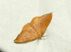 Watsonalla cultraria