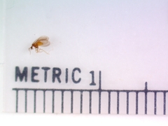 Coniopteryginae