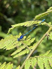 Argia elongata