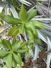 Myrsinoideae