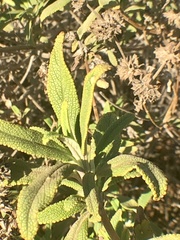 Rhopalomyia audibertiae