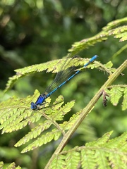 Argia elongata