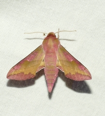 Deilephila porcellus