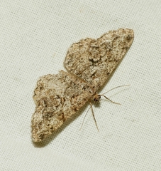 Peribatodes secundaria