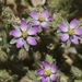 Spergularia bocconi - Photo (c) James Bailey,  זכויות יוצרים חלקיות (CC BY-NC), הועלה על ידי James Bailey