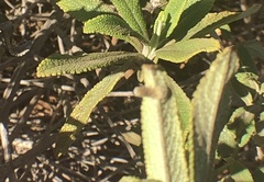 Rhopalomyia audibertiae