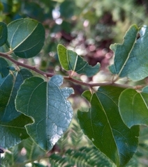 Ziziphus mucronata