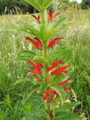 Siphocampylus verticillatus