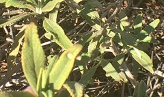 Rhopalomyia audibertiae