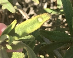 Rhopalomyia audibertiae