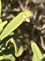 Rhopalomyia audibertiae
