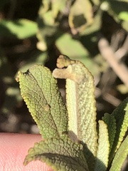 Rhopalomyia audibertiae