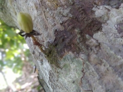 Ectatomma tuberculatum