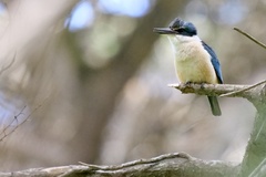 Todiramphus sanctus vagans