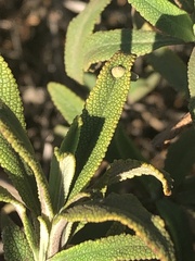 Rhopalomyia audibertiae