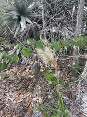 Andropogon floridanus