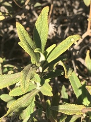 Rhopalomyia audibertiae