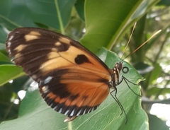Heliconius
