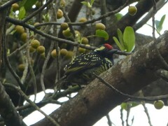 Buccanodon duchaillui