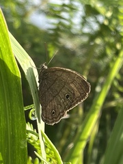 Hermeuptychia hermes