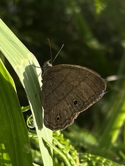 Hermeuptychia hermes